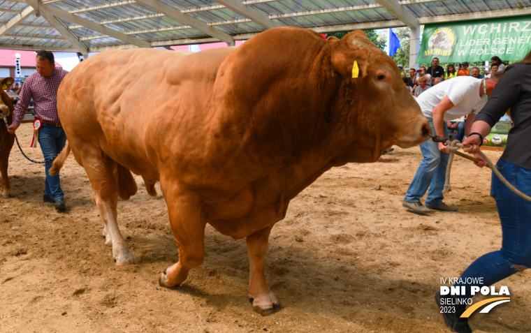 Na zdjęciu zdjęcie ilustracyjne ukazujące ring w Sielinku, po którym wyprowadzane jest bydło podczas pokazu.