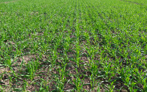Zdjęcie jęczmienia ozimego JEANIE z DANKO Hodowli Roślin na polu demonstracyjnym w Sielinku 17.10.2022
