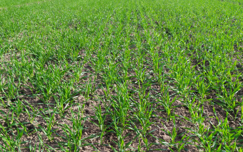 Zdjęcie jęczmienia ozimego RETURN z DANKO Hodowli Roślin na polu demonstracyjnym w Sielinku 17.10.2022