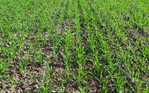 Zdjęcie jęczmienia ozimego TAJFUN z Hodowli Roślin STRZELCE na polu demonstracyjnym w Sielinku 17.10.2022