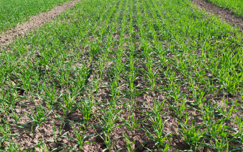 Zdjęcie jęczmienia ozimego ALEKSANDRA z IGP Polska na polu demonstracyjnym w Sielinku 17.10.2022