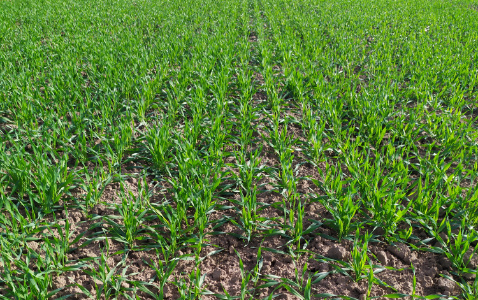 Zdjęcie jęczmienia ozimego ARTHENE z IGP Polska na polu demonstracyjnym w Sielinku 17.10.2022