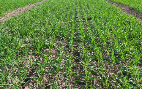 Zdjęcie jęczmienia ozimego BIANCA z IGP Polska na polu demonstracyjnym w Sielinku 17.10.2022