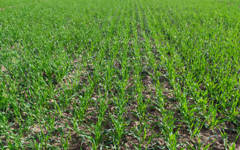 Zdjęcie jęczmienia ozimego MELIA z IGP Polska na polu demonstracyjnym w Sielinku 17.10.2022