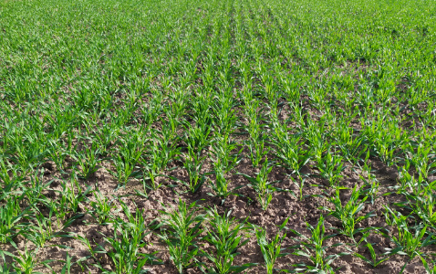 Zdjęcie jęczmienia ozimego SU LAUBELLA z Saaten-Union na polu demonstracyjnym w Sielinku 17.10.2022