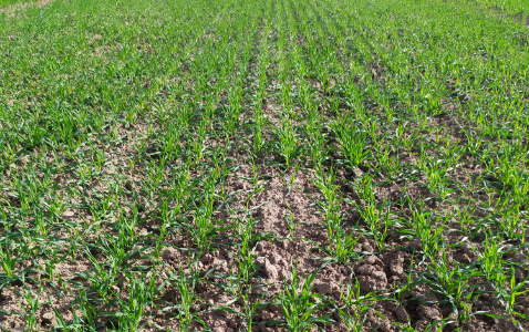 Zdjęcie jęczmienia ozimego SU MIDNIGHT z Saaten-Union na polu demonstracyjnym w Sielinku 17.10.2022