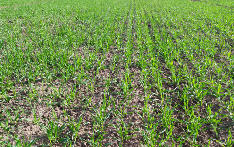 Zdjęcie jęczmienia ozimego SY DAKOOTA F1 z Syngenta na polu demonstracyjnym w Sielinku 17.10.2022