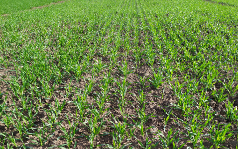 Zdjęcie jęczmienia ozimego SY GALILEOO F1 z Syngenta na polu demonstracyjnym w Sielinku 17.10.2022