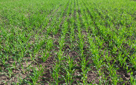 Zdjęcie jęczmienia ozimego SY LOONA F1 z Syngenta na polu demonstracyjnym w Sielinku 17.10.2022