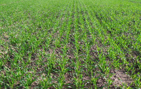 Zdjęcie jęczmienia ozimego RICKY z WRONKOWSKI na polu demonstracyjnym w Sielinku 17.10.2022