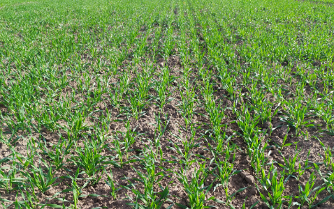 Zdjęcie jęczmienia ozimego TEUTO z WRONKOWSKI na polu demonstracyjnym w Sielinku 17.10.2022