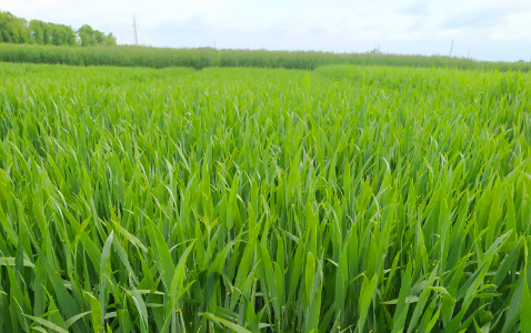 Zdjęcie pszenicy orkisz ozimej CHARME z IGP Polska na polu demonstracyjnym w Sielinku 19.05.2023