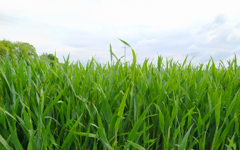 Zdjęcie pszenicy orkisz ozimej CAPPRICIA z Syngenta na polu demonstracyjnym w Sielinku 19.05.2023