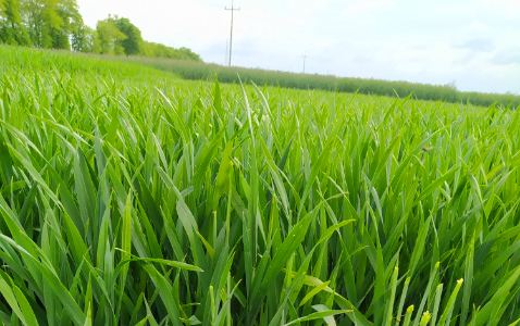 Zdjęcie pszenżyta ozimego CORADO z WRONKOWSKI na polu demonstracyjnym w Sielinku 19.05.2023